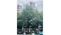 ĐỊNH CƯ GẤP BÁN SHOPHOUSE CELADON CITY - MẶT TIỀN ĐANG SẴN DÒNG TIỀN 18TR/THÁNG
