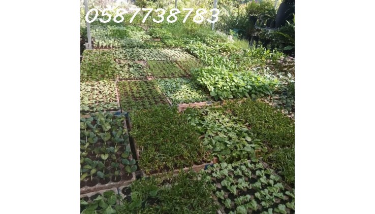 Qua năm về quê đầu tư, chính chủ cần sang nhượng cửa hàng bán cây kiểng, rau giống tại cơ sở 2.
