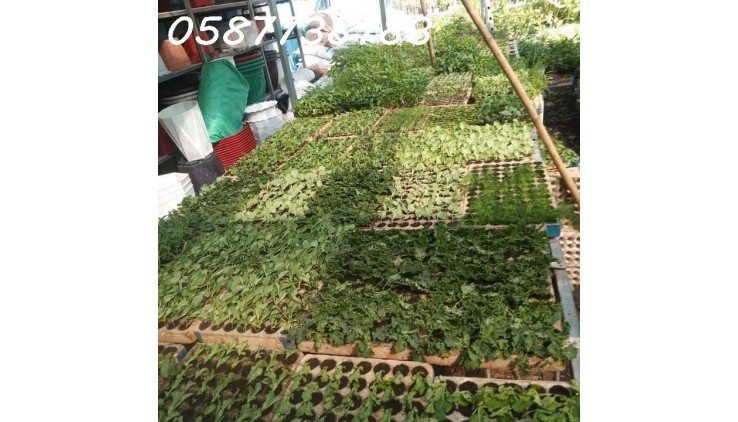 Qua năm về quê đầu tư, chính chủ cần sang nhượng cửa hàng bán cây kiểng, rau giống tại cơ sở 2.