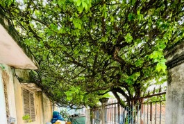 BÌNH TÂN - HẺM Ô TÔ 1 TRỤC - KHU PHÂN LÔ - NGANG KHỦNG - CHÍNH CHỦ LÂU NĂM