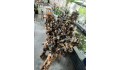 Chuyên cung cấp thác nước phong thuỷ chất liệu bộ rễ lõi cây gỗ chai