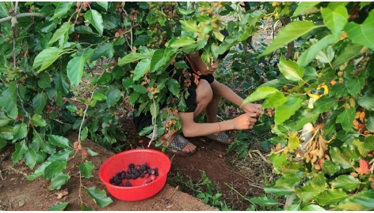 Bán Dâu Sạch từ thiện 