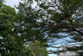Bán Đất Quận 9 Siêu Hiếm ! Đất biệt thự giá cực rẻ ngay Liên Phường 450m2 giá chỉ 17.5 tỷ TL