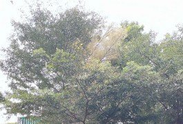 NGÂN HÀNG THANH LÝ NHÀ  DỰ ÁN JAMONA TẠI HIỆP BÌNH PHƯỚC, TP. THỦ ĐỨC GIÁ 17 TYY