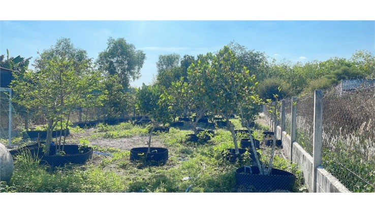Cần bán nhà vườn 1100m2, Nguyễn Thị Rành, An Nhơn Tây, Củ Chỉ. Giá 4.2 tỷ