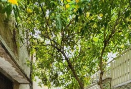Khu Vực Hiếm Nhà Bán Đường Dạ Nam Quận 8 Phường 2.