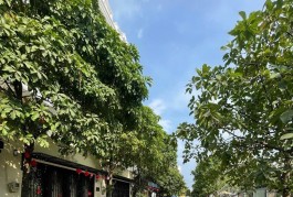 Gò Vấp Giảm 800 triệu, 6 tầng THANG MÁY, hẻm 8m có lề.