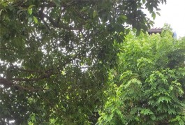 Cần bán nhanh căn nhà mặt tiền vị trí đẹp tại quận Tân Phú, TPHCM