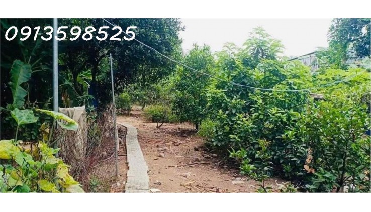 Vỡ nợ cần bán gấp 1500m2 giá 300 triệu, nhà chòi vườn cây trái, đường nhựa 7m