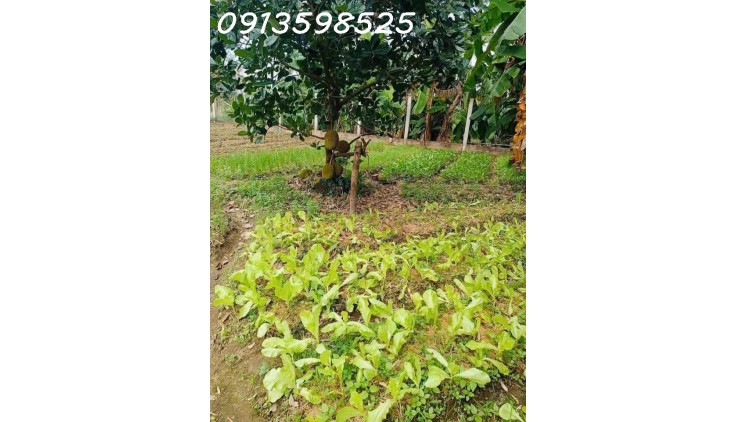 Vỡ nợ cần bán gấp 1500m2 giá 300 triệu, nhà chòi vườn cây trái, đường nhựa 7m
