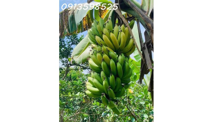 Mua 600 bán rẻ 325tr/1.000m2. LH: 0913.598.525. Chỉ trong tháng này!