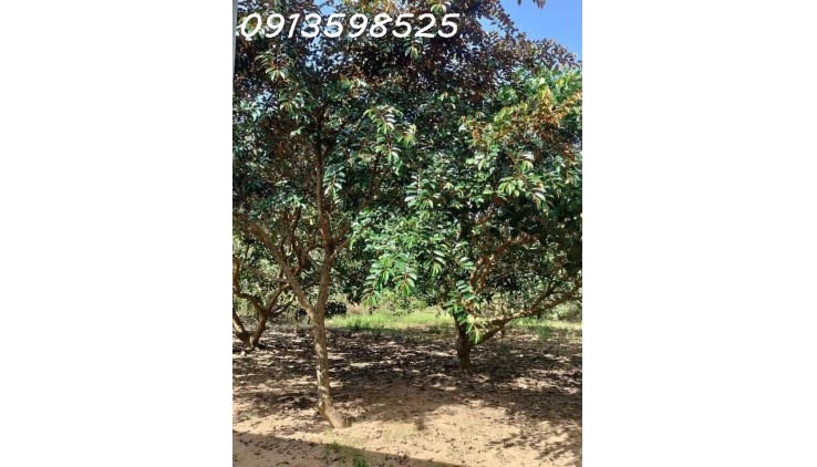 Ngộp thở bán nhà vườn 2500m2, 315 tr, cây trái đầy đủ, 1 nhà nhỏ