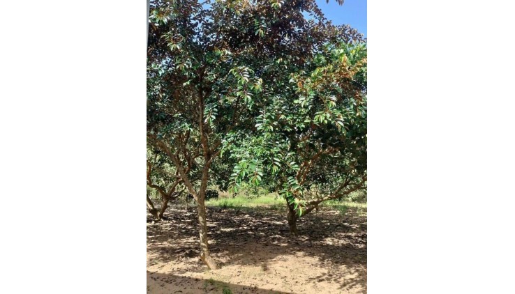 Cần chuyển về SG, bán nhanh lô đất 1500m2, 280 tr, 1 nhà cấp 4