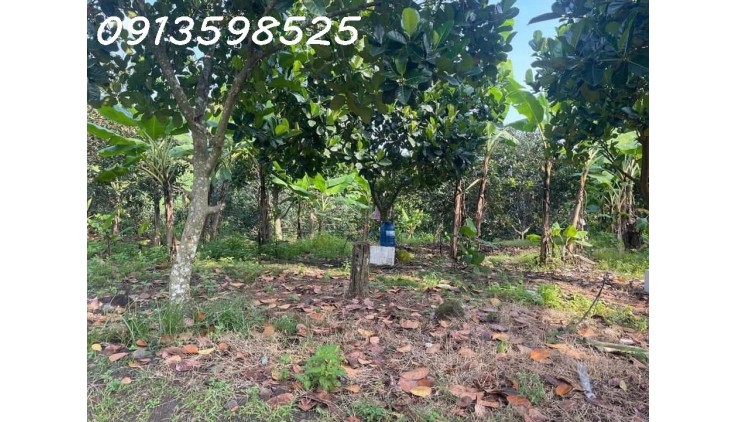 Ngộp thở bán nhà vườn 2500m2, 315 tr, cây trái đầy đủ, 1 nhà nhỏ