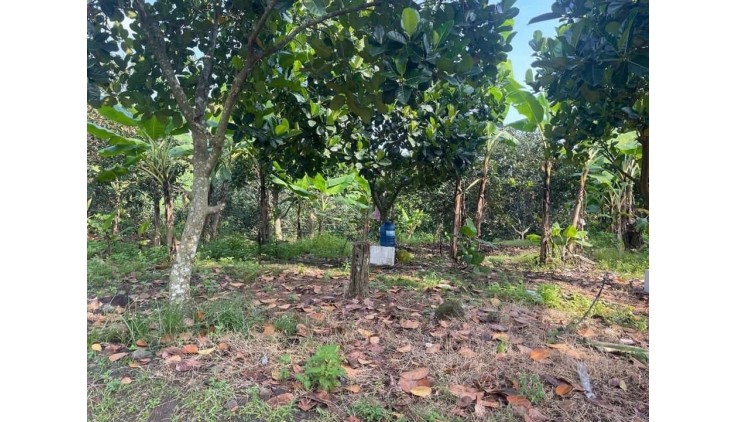 Cần chuyển về SG, bán nhanh lô đất 1500m2, 280 tr, 1 nhà cấp 4