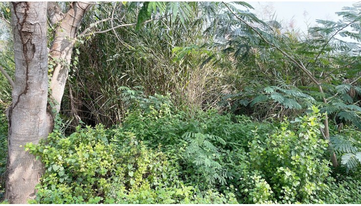BÁN GẤP 9639M2 ĐẤT THỔ CƯ NGÔ QUANG THẮM, NHÀ BÈ - GIÁ CHỈ 90 TỶ - SỔ HỒNG CHÍNH CHỦ