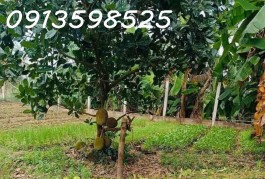 Vỡ nợ cần bán gấp 1500m2 giá 300 triệu, nhà chòi vườn cây trái, đường nhựa 7m