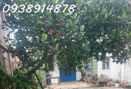 BÁN NHÀ 178M2, HẺM ĐƯỜNG SỐ 4, P. TRƯỜNG THỌ  - GIÁ HỜI 5.1 TỶ - SỔ HỒNG RIÊNG