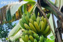 Cần bán gấp 2000m2 giá 290 triệu, nhà cấp 4 nhỏ xinh, đường nhựa 10m