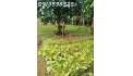 Ngộp thở cần bán gấp 2000m2 giá 280 triệu, nhà chòi vườn cây trái, đường nhựa 7m