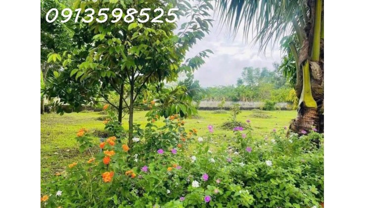 Nhà vườn nghỉ dưỡng 1500M2 bán đủ 290TR, có nhà vườn cây trái Sổ Sẵn lh: 0913598525