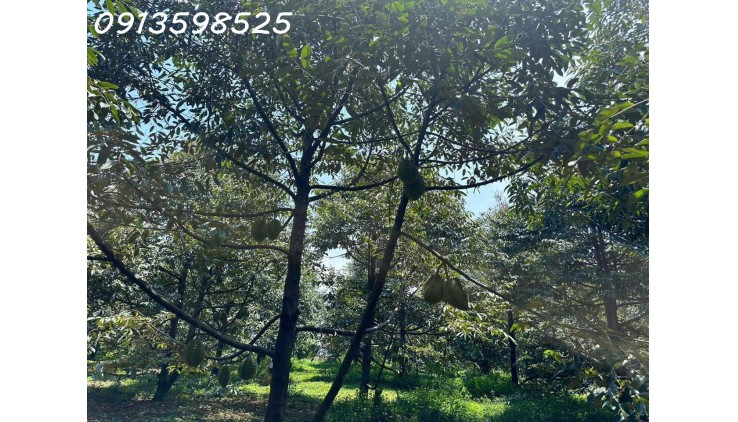 Xử lý nợ cần bán lỗ 2000 m2. giá 300tr đường 8m, nhà nhỏ vườn cây trái.