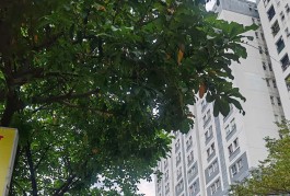 BÁN NHÀ GÒ VẤP, 60M2, 4 TẦNG, HẺM 6M, KHU PHÂN LÔ CAO CẤP.