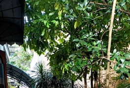 Cho thuê mặt bằng 120m2 mặt tiền đường Đặng Văn Bi - Trường Thọ