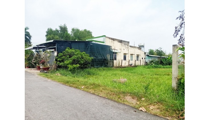 Bán đất thổ cư 784m² (11.5m x 64m), Nguyễn Thị Ngoạn, Trung Lập Thượng, Củ Chi, hướng Tây Bắc, 3.6 tỷ