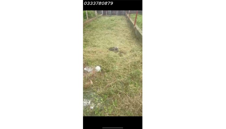 BÁN ĐẤT THỔ CƯ 107M2 GIÁ HỜI - HOÀNG PHAN THÁI - BÌNH CHÁNH - TP.HCM - 3.3 TỶ - SỔ HỒNG