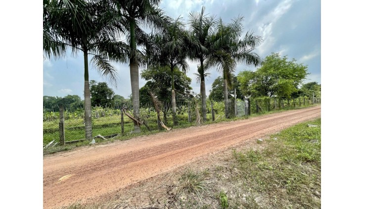 Bán vườn cà na, bên sông SG tại xã An Phú, Củ Chi, TPHCM, 5.9 tỷ, 2860 m2 - có 90m2 thổ cư