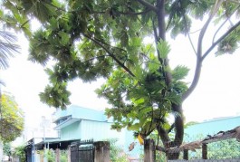 Bán đất hẻm rộng đường Gò Dưa, Tam Bình, Thủ Đức 189m2 ngang 11m dài 17m giá 4,6 tỷ