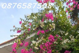 NHÀ-VƯỜN DIỆN TÍCH KHỦNG 2835M2 VUÔNG VỨC , NỞ HẬU GIÁP SÔNG SÀI GÒN TẠI HOCMON GIÁ 33 TỶ (TL)