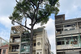 Bán Nhà Mặt Tiền Đường Nguyễn Tri Phương, P.9, Q.5 - 3.7x13.8m - 25 Tỷ