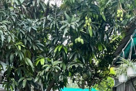 Nhà hẻm xe hơi 72m2  Đường 13, An Lạc, Bình Tân, giá 4,7 tỷ