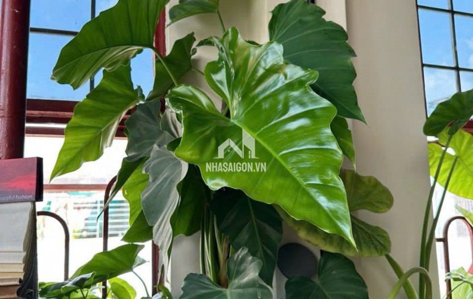 CHÍNH CHỦ CHO THUÊ 2 CĂN HỘ ĐẸP TẠI 196 CỘNG HÒA