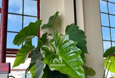 CHÍNH CHỦ CHO THUÊ 2 CĂN HỘ ĐẸP TẠI 196 CỘNG HÒA