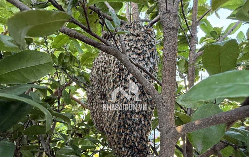 BÁN NHÀ ĐƯỜNG 3/2 , P12- XE HƠI ĐẬU CỬA - KHU PHÂN LÔ -SỔ VUÔNG ĐẸP - 5 TẤM HC ĐỦ- 4PN . MT 8
