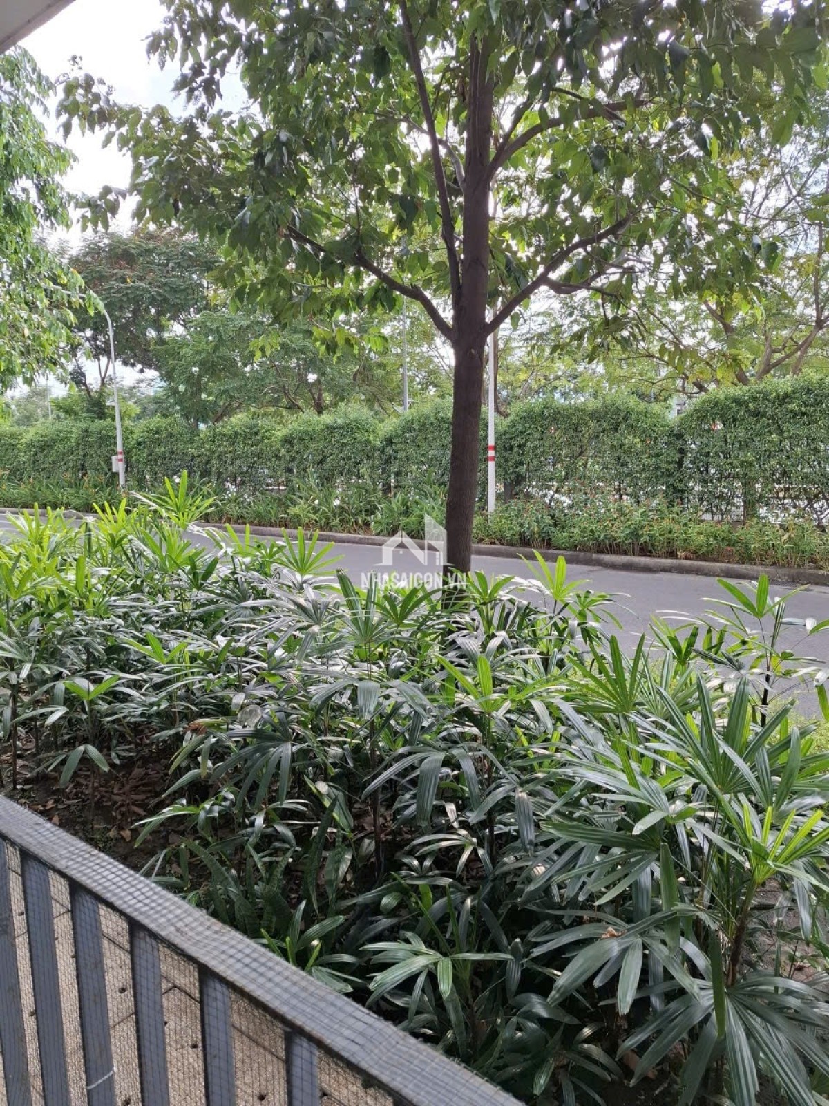 Cho thuê căn hộ chung cư celadon city khu emerald diện tích 53m 1pn1wc